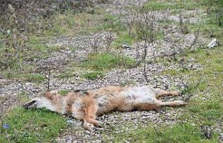 Otomobilin çarptığı çakal telef oldu