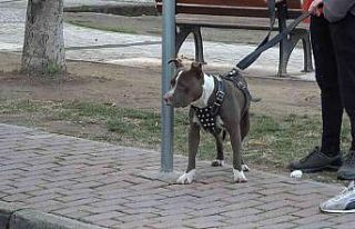 (Özel) Çocuk parkına terkedilen Pitbull’u kemeriyle...