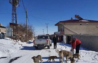 Özel İdare ekipleri sokak hayvanlarına mama bıraktı
