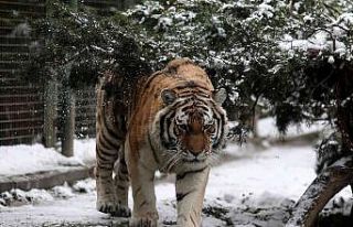 (Özel) Kar altında hayvanların kartpostallık görüntüleri