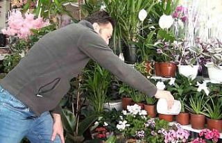 (ÖZEL) Kışın evde çiçek ve süs bitkisi bakımı...