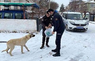 (Özel) Polis hem devriye gezdi hem de sokak hayvanlarını...