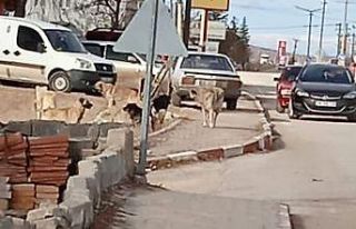 (ÖZEL) Seyitgazi’de köpek dehşeti