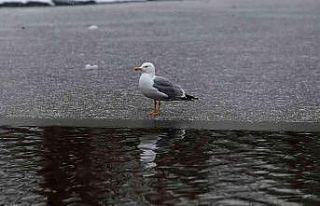 (Özel) Yazın dolup taşan Botanik Park, kar yağınca...