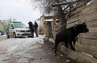 Pitbull ile sokağa çıkınca yaklaşık 15 bin TL...