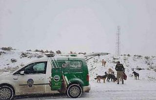 Polis ekipleri zorlu kış şartlarında sokak hayvanlarını...