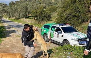 Polis ekiplerinden sokak hayvanlarına mama desteği