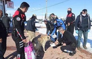 Polisler sokak hayvanlarını unutmadı