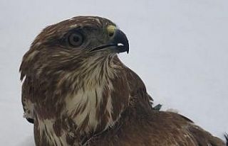 Polislerin yaralı bulduğu kızıl şahin tedaviye...