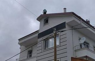 Polisten kaçtı, çatıya çıktı, sonunda gözaltına...