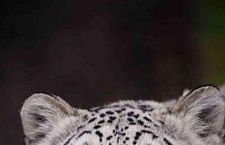 Polonya’da kar leoparı Covid-19 nedeniyle hayatını...