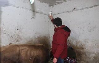 Rize’de felç geçiren inek için seferber oldular