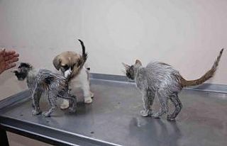 Rize’de insanlık dışı olay