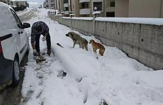 Safranbolu Belediyesi sokak hayvanları için yem...