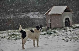 Sahibinden şiddet görmüştü artık yeni evi burası