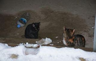 Şahinin telef ettiği anne kedinin yavrularına sahip...