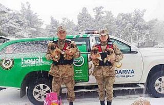 Sahipsiz bakıma muhtaç köpekler beslendi