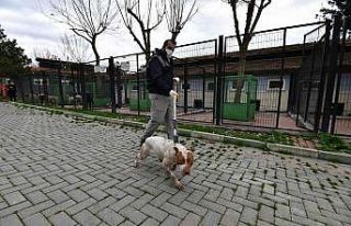 Sahipsiz ve yasaklı köpekler barınakta koruma altında