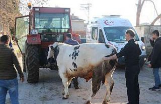 Samanlıkta çıkan yangında hayvanlarını kurtarmak...