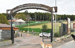 Samsun’da 137 yasaklı ırk köpek bakım merkezine...