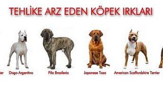 Samsun’da 331 adet tehlike arz eden hayvan kayıt...