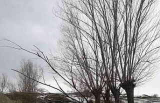 Samsun’da fırtına ağaçları devirdi