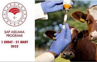 Samsun’da ilkbahar şap aşılama programı başlıyor