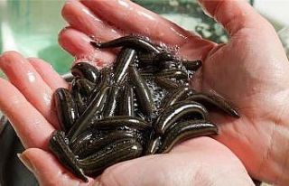 Samsun’da tıbbi sülük yetiştiriciliğine rağbet...