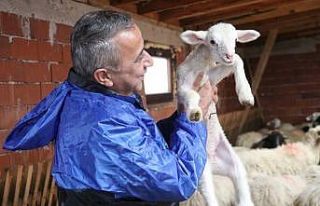 Samsun’da yerel ırk koyun keçi yetiştiricisine...