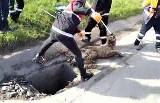 Sancaktepe’de kuyuda mahsur kalan köpeği kurtarma...