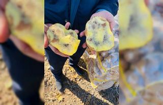 Şanlıurfa’da 20 ton çürümüş patatese el konuldu