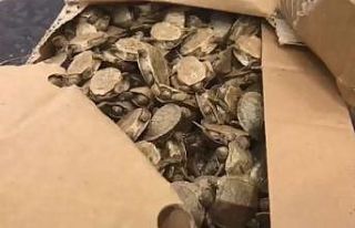 Sarp Sınır Kapısında bir araçta 5 bin su kaplumbağası...