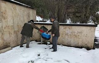 Şehitlikte yaralı halde bulunan tilki tedavi altına...