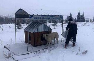Selçuklu Belediyesi sokak hayvanlarına yem ve mama...