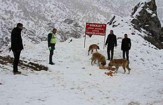 Şemdinli’de sokak hayvanları unutulmadı