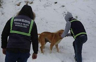 Serdivan Belediyesi sokak hayvanlarını yalnız bırakmadı