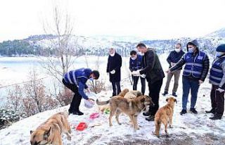 Sevimli dostlarımız İzlanda kışında da unutulmadı