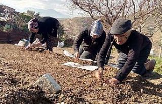 Sezonun son salep fidanları toprakla buluştu
