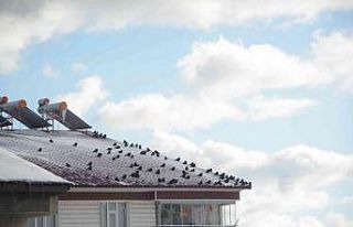 Sibirya soğuğundan etkilenen kuşlar güneşlenerek...