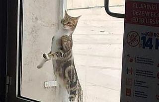 Sıcak bir yuva arıyorlar