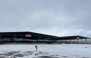 Şiddetli kar hayvan pazarını boş bıraktı