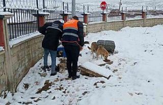 Siirt Belediyesi sokak hayvanları için yem bıraktı