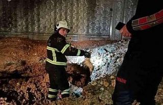 Siirt’te çukura düşen köpek ve 13 yavrusu kurtarıldı