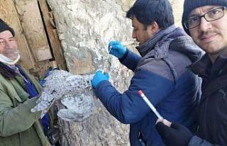 Simav’da ’Tavuk vebası’ taraması