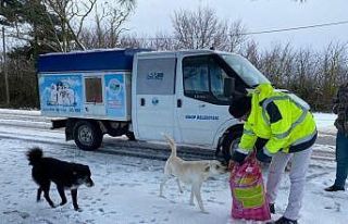 Sinop’ta sokak hayvanlarına mama