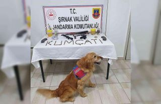 Şırnak’ta kaçakçılık operasyonu: 72 gözaltı