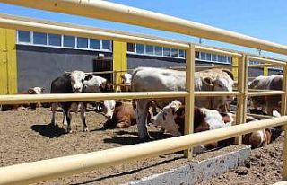 Sivas’ta 354 projeye TKDK desteği