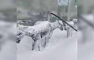 Siverek’te soğuktan donmak üzere olan eşekler...