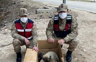 Soğukta kalan yavru köpekler barınağa götürüldü