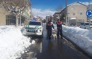 Sokağa terk edilen Pitbull barınağa teslim edildi